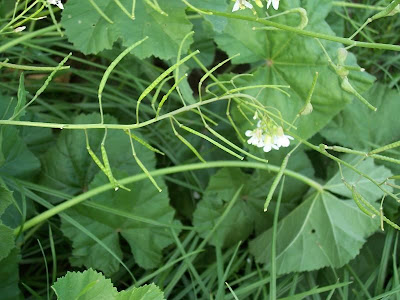 Fausse roquette
