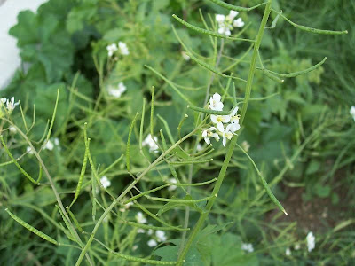 Fausse roquette