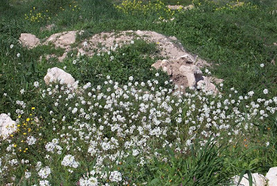 Fausse roquette
