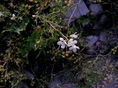 Fausse roquette