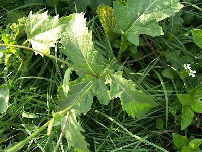 Fausse roquette