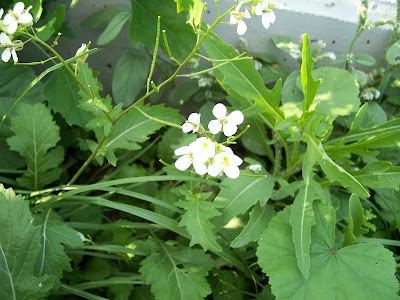 Fausse roquette