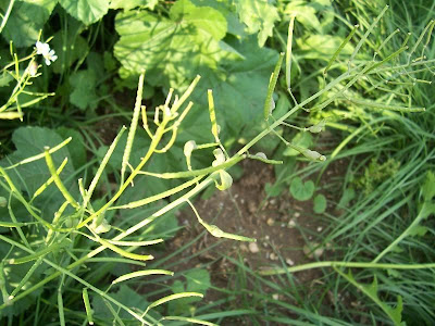 Fausse roquette