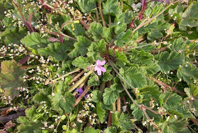 Malvenbl�ttriger Reiherschnabel