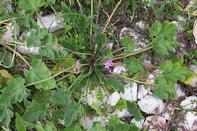 Malvenbl�ttriger Reiherschnabel