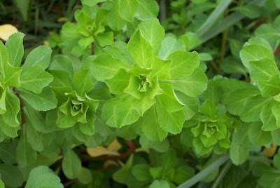Euphorbia helioscopia L.