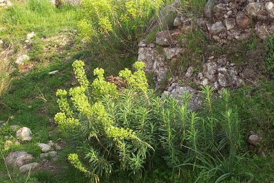 Albanian spurge Albanian spurge