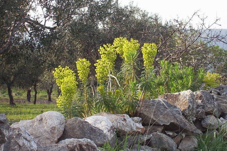 Euphorbia Characias