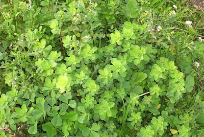 Euphorbia helioscopia L.