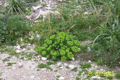 Euforbia calenzuola Euforbia calenzuola