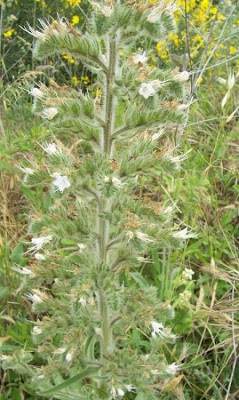 Echium italicum,
borrago-italiano,
Italian viper's bugloss,
Italian vipersbugloss,
Italian-bugloss,
Pale Bugloss,
Viperina maggiore siciliana