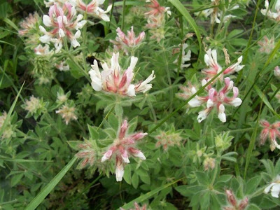 Dorycnium hirsutum,
Canary Clover,
canary-clover,
hairy canary-clover,
Trifoglino irsuto