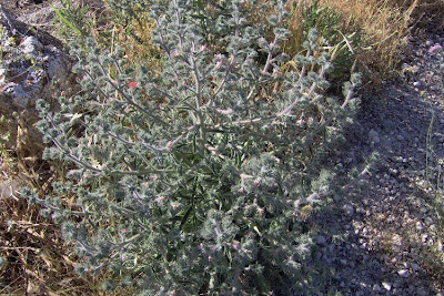 Echium asperrimum,
rough Italian-bugloss,
Viperina ruvidissima