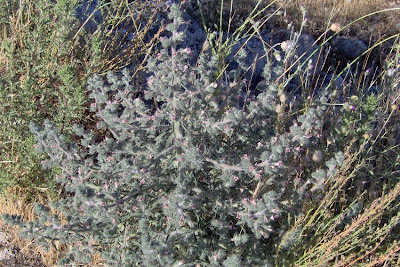 Echium asperrimum,
rough Italian-bugloss,
Viperina ruvidissima