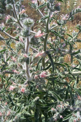 Echium asperrimum,
rough Italian-bugloss,
Viperina ruvidissima