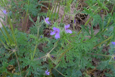 Common stork's bill Common stork's bill