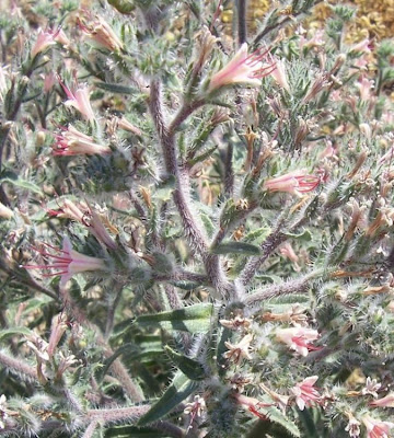 Echium asperrimum,
rough Italian-bugloss,
Viperina ruvidissima