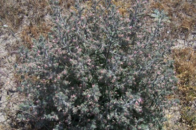 Echium asperrimum,
rough Italian-bugloss,
Viperina ruvidissima