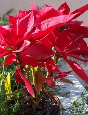 Christmas-flower Christmas-flower