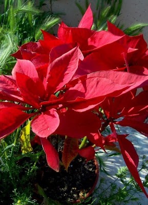 Christmas-flower Christmas-flower