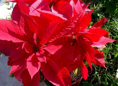 Christmas-flower Christmas-flower