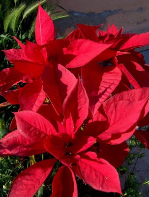 Christmas-flower Christmas-flower