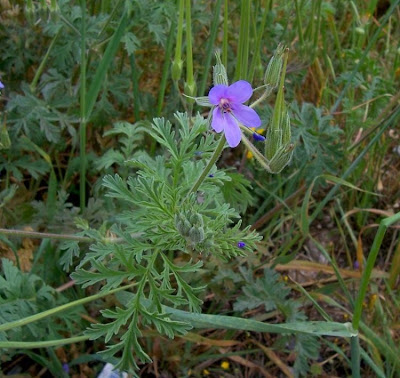 Common stork's bill Common stork's bill