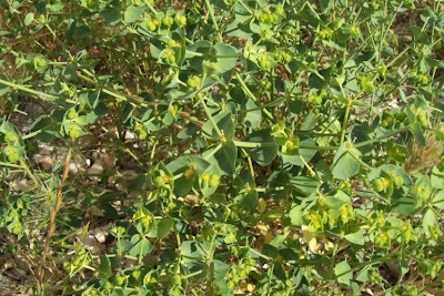 Euphorbia terracina L.