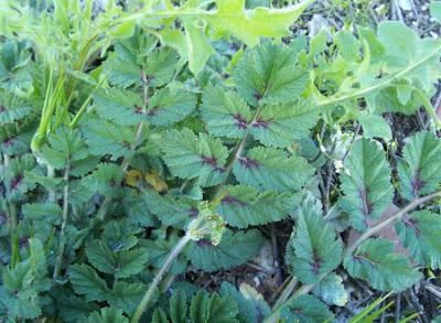Musky stork's-bill
