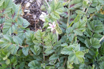 Musky stork's-bill