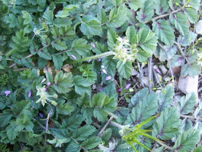 Musky stork's-bill