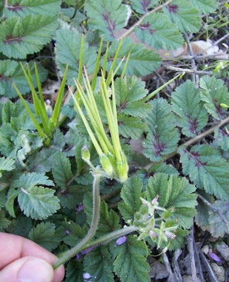 Musky stork's-bill