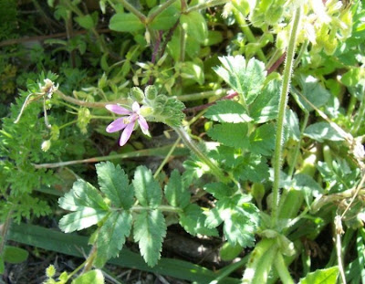 Musky stork's-bill