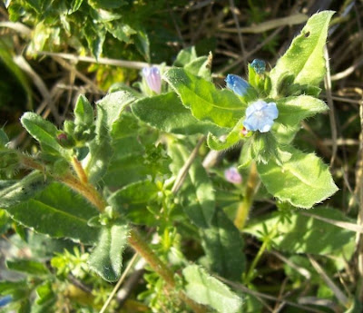 Echium parviflorum,
Small Flowered Bugloss,
Viperina parviflora