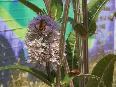 Fuller's teasel