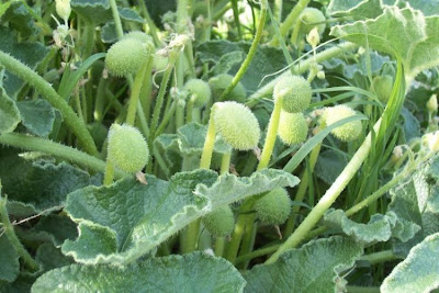 Ecballium elaterium,
Cocomero asinino,
momordique,
pepinillo del diablo,
pepino-selvagem,
Schizzatti,
Spritzgurke,
squirting cucumber,
squirting-cucumber