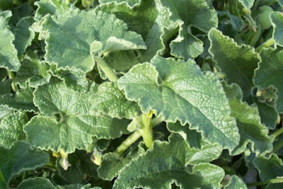 Ecballium elaterium,
Cocomero asinino,
momordique,
pepinillo del diablo,
pepino-selvagem,
Schizzatti,
Spritzgurke,
squirting cucumber,
squirting-cucumber