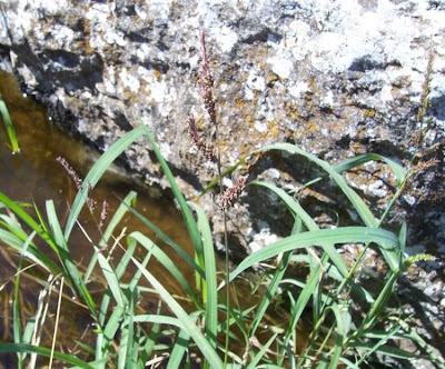 Echinochloa colona,
armil&aacute;;n,
awnless barnyard grass,
bl&eacute; du Dekkan,
capim-arroz,
capim-da-col&ocirc;nia,
capituva,
corn panic grass,
Deccan grass,
Giavone meridionale,
jungle rice,
jungle ricegrass,
jungle-rice,
junglerice