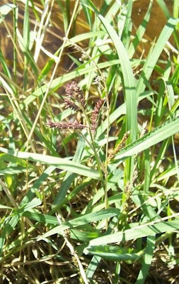Echinochloa colona,
armil&aacute;;n,
awnless barnyard grass,
bl&eacute; du Dekkan,
capim-arroz,
capim-da-col&ocirc;nia,
capituva,
corn panic grass,
Deccan grass,
Giavone meridionale,
jungle rice,
jungle ricegrass,
jungle-rice,
junglerice