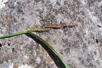 Echinochloa colona,
armil&aacute;;n,
awnless barnyard grass,
bl&eacute; du Dekkan,
capim-arroz,
capim-da-col&ocirc;nia,
capituva,
corn panic grass,
Deccan grass,
Giavone meridionale,
jungle rice,
jungle ricegrass,
jungle-rice,
junglerice