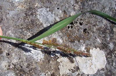 Echinochloa colona,
armil&aacute;;n,
awnless barnyard grass,
bl&eacute; du Dekkan,
capim-arroz,
capim-da-col&ocirc;nia,
capituva,
corn panic grass,
Deccan grass,
Giavone meridionale,
jungle rice,
jungle ricegrass,
jungle-rice,
junglerice