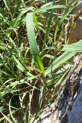 Echinochloa colona,
armil&aacute;;n,
awnless barnyard grass,
bl&eacute; du Dekkan,
capim-arroz,
capim-da-col&ocirc;nia,
capituva,
corn panic grass,
Deccan grass,
Giavone meridionale,
jungle rice,
jungle ricegrass,
jungle-rice,
junglerice