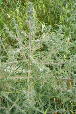 Echium asperrimum,
rough Italian-bugloss,
Viperina ruvidissima