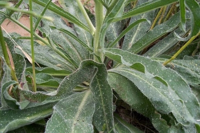 Echium asperrimum,
rough Italian-bugloss,
Viperina ruvidissima
