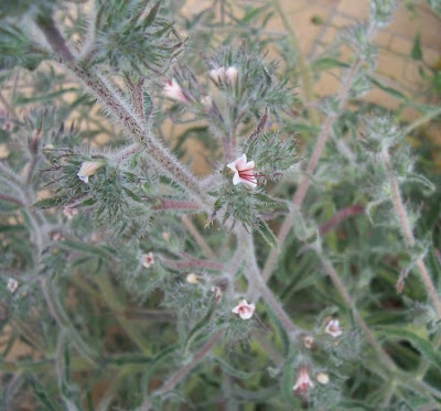 Echium asperrimum,
rough Italian-bugloss,
Viperina ruvidissima