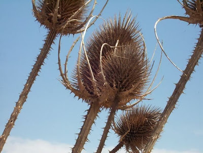 Fuller's teasel