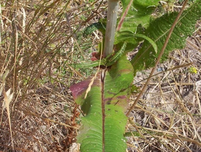 Fuller's teasel