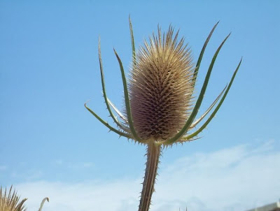 Fuller's teasel