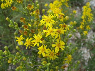 False yellowhead False yellowhead