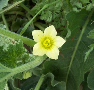 Ecballium elaterium,
Cocomero asinino,
momordique,
pepinillo del diablo,
pepino-selvagem,
Schizzatti,
Spritzgurke,
squirting cucumber,
squirting-cucumber